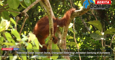 Indonesia Cetak Sejarah Dunia, Orangutan Seberangi Jembatan Gantung di Sumatera